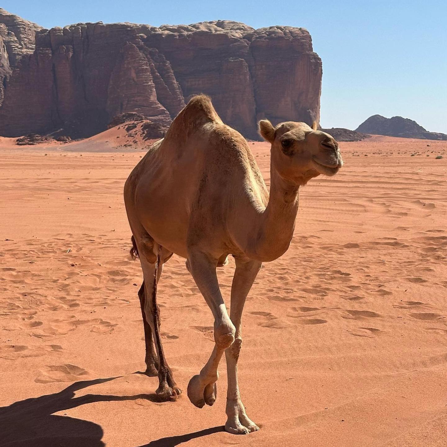 Daniela Camp Wadi Rum Ngoại thất bức ảnh