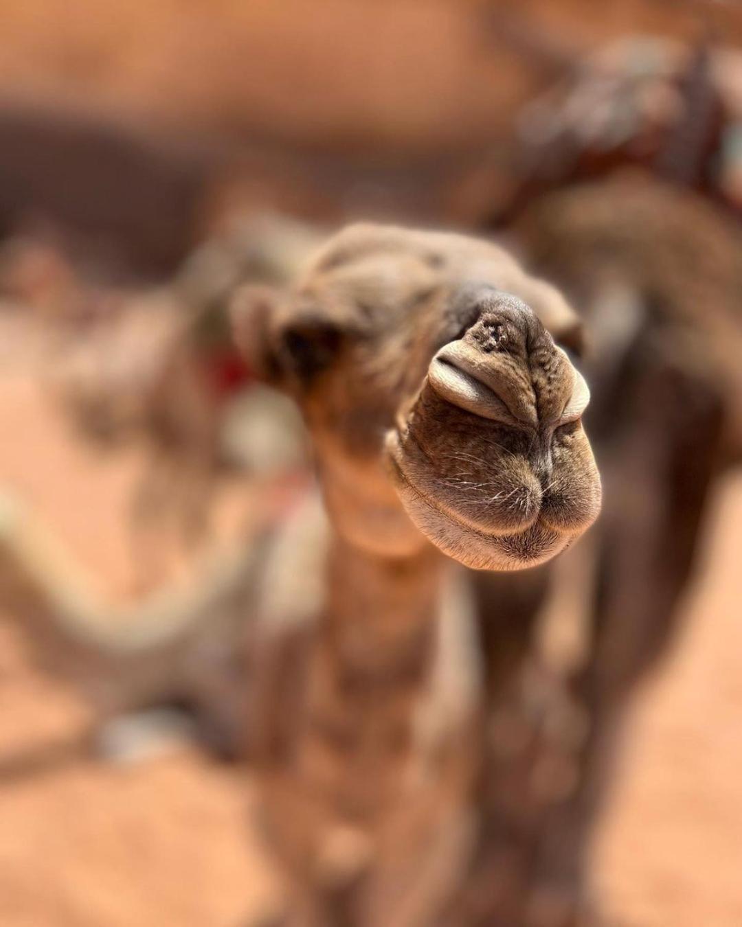 Daniela Camp Wadi Rum Ngoại thất bức ảnh